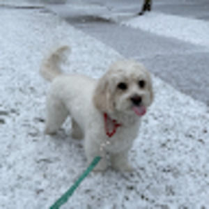 Meet your Posher, Dawn